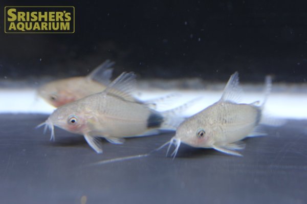 画像6: コリドラス　グァポレ (6)