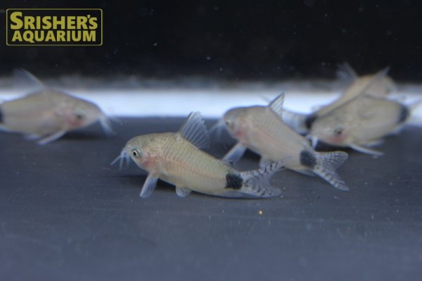 画像7: コリドラス　グァポレ (7)