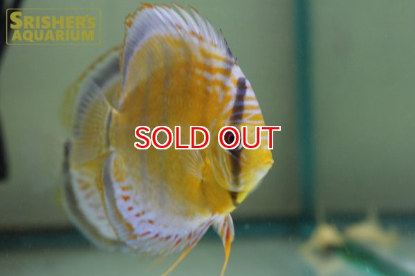 画像2: グリーンディスカス　テフェ　レッドスポット　赤目 WILD n-1 (2)