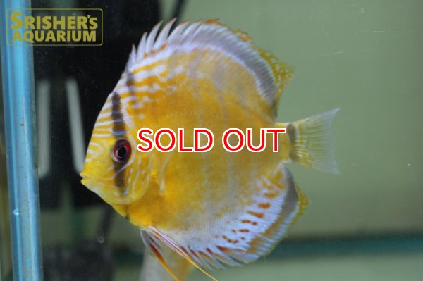 画像3: グリーンディスカス　テフェ　レッドスポット　赤目 WILD n-1 (3)