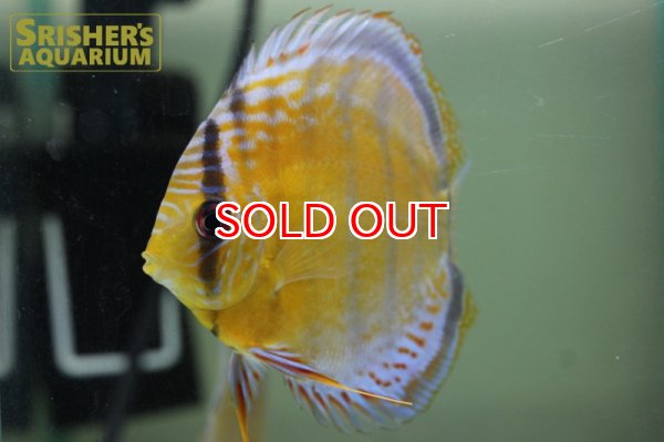 画像4: グリーンディスカス　テフェ　レッドスポット　赤目 WILD n-1 (4)