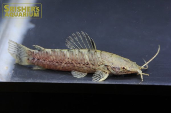 画像2: バンデッドホプロ WILD （ペルー） (2)