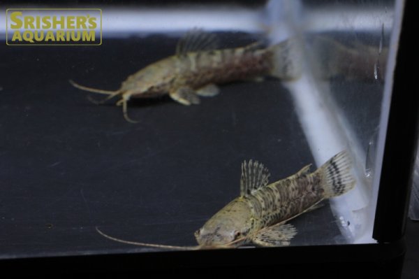 画像4: バンデッドホプロ WILD （ペルー） (4)