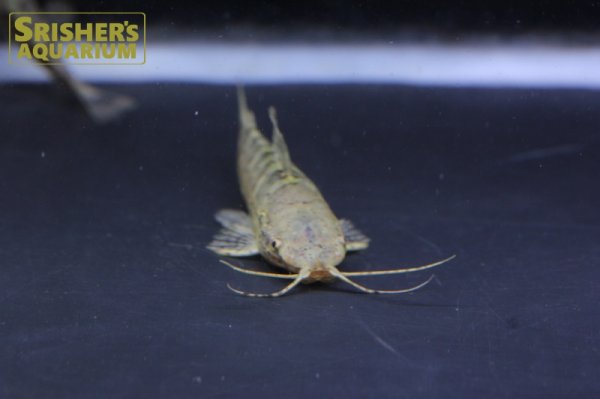 画像5: バンデッドホプロ WILD （ペルー） (5)