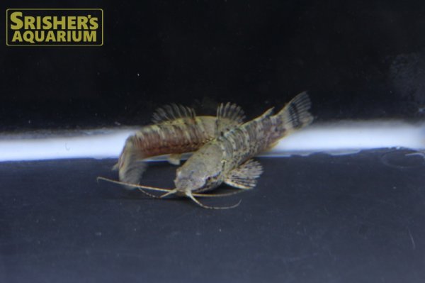 画像3: バンデッドホプロ WILD （ペルー） (3)