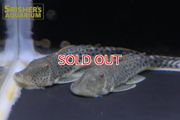 画像4: スポットブロンズプレコ (4)