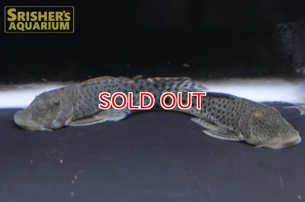 画像3: スポットブロンズプレコ (3)