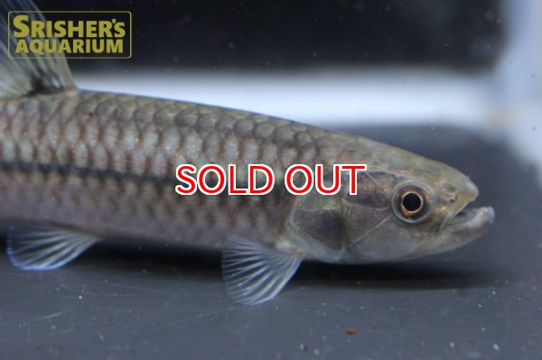 画像3: レビアシナ　エロンガータ（７ｃｍ） (3)