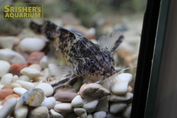 画像4: マーブルドラス (4)