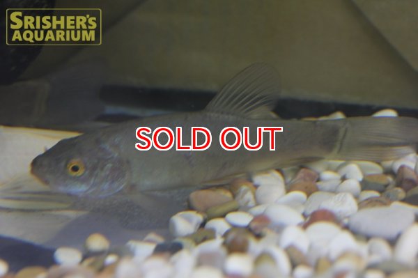 画像2: チンカ　チンカ (2)