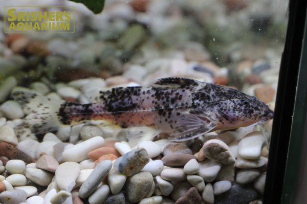 画像3: マーブルドラス (3)