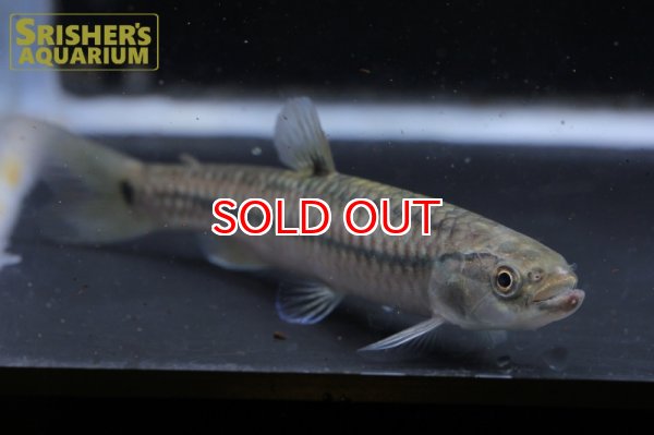 画像2: レビアシナ　エロンガータ（７ｃｍ） (2)