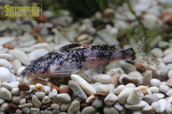 画像2: マーブルドラス (2)