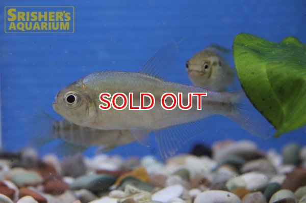 画像3: アプリコットテトラ ”アマヤ” (3)