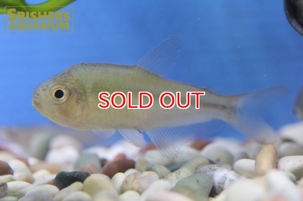 画像4: アプリコットテトラ ”アマヤ” (4)