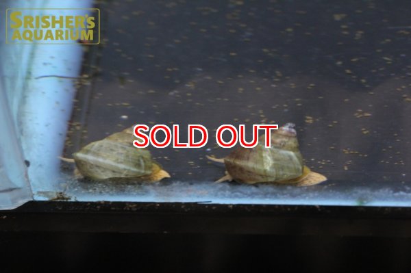 画像3: オオタニシ (3)