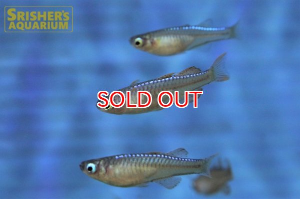 画像4: シュードムギル ｓｐ ティミカ (4)