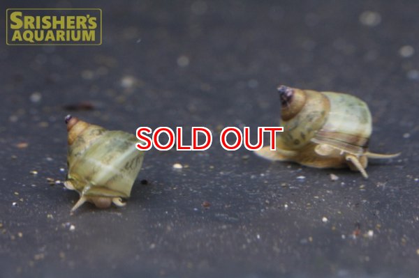 画像2: オオタニシ (2)