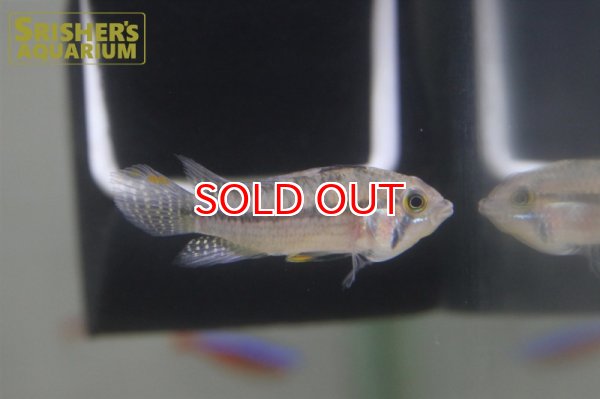 画像2: アピストグラマ　カカトイデス"プルス" WILD ブラジル（ペア） (2)