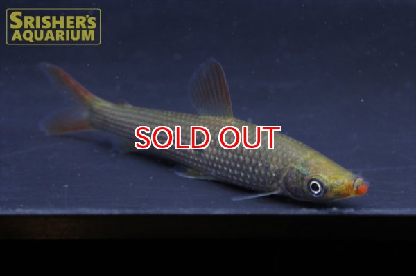 画像2: シューダノス　トリマキュラータ (2)