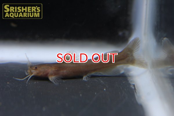 画像2: マンゴイスキャット (2)