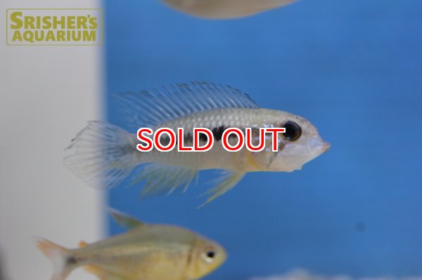 画像6: アピストグラマ アガシジー ジャカルカパ WILD (ペア) (6)