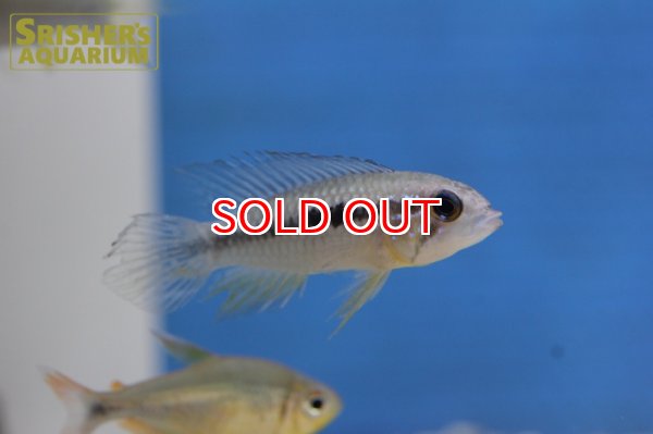 画像7: アピストグラマ アガシジー ジャカルカパ WILD (ペア) (7)