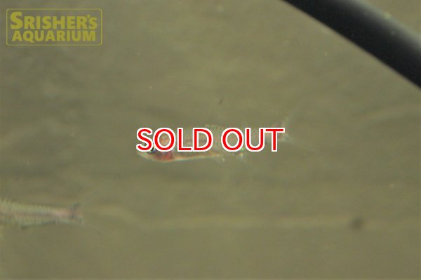 画像5: ブリタニクティス　マイヤシー（ペア） (5)