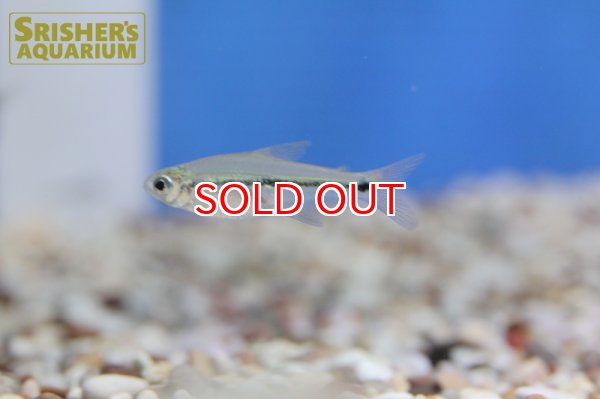 画像2: インディゴブルーラインテトラ（アラグアイア） (2)