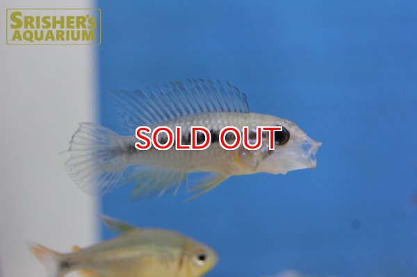 画像4: アピストグラマ アガシジー ジャカルカパ WILD (ペア) (4)