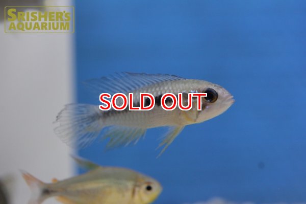 画像8: アピストグラマ アガシジー ジャカルカパ WILD (ペア) (8)