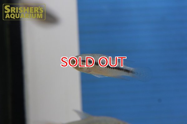 画像10: アピストグラマ アガシジー ジャカルカパ WILD (ペア) (10)