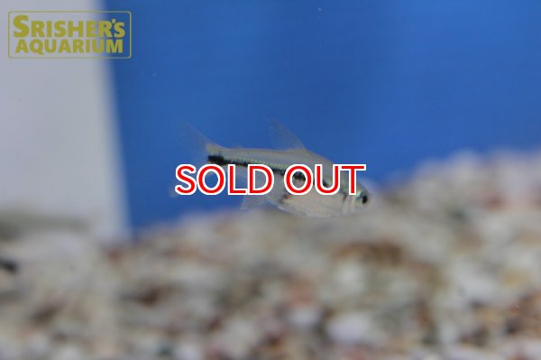 画像4: インディゴブルーラインテトラ（アラグアイア） (4)