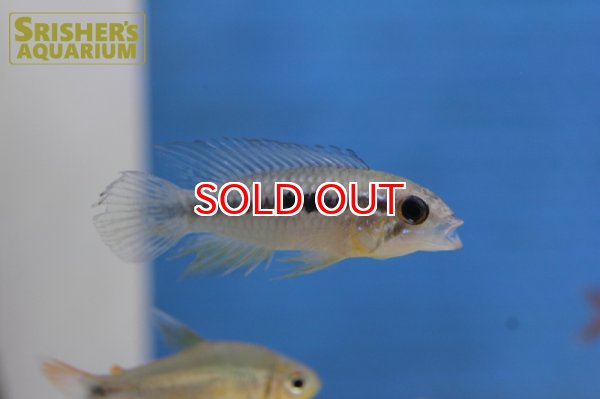 画像2: アピストグラマ アガシジー ジャカルカパ WILD (ペア) (2)