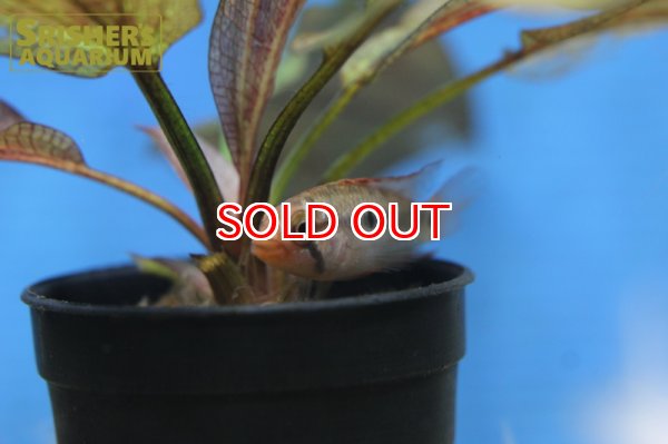 画像2: アピストグラマ sp.ラディスラオ WILD (ペア) (2)