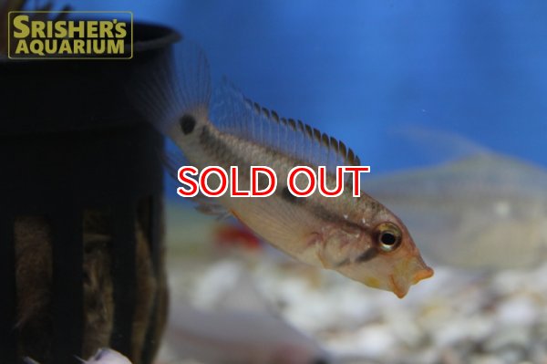 画像6: アピストグラマ sp.ラディスラオ WILD (ペア) (6)