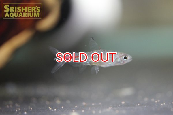 画像2: ブリタニクティス　マイヤシー（ペア） (2)