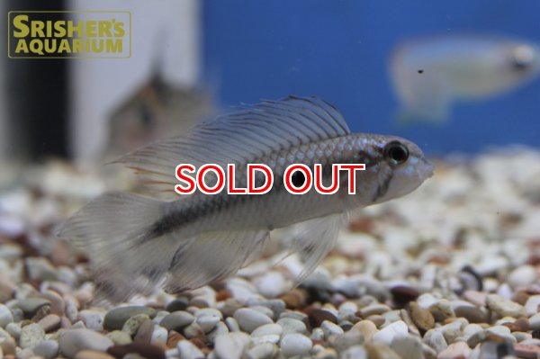 画像2: アピストグラマ フラベリカウダ WILD "Vaupes" (ペア) n-1 (2)