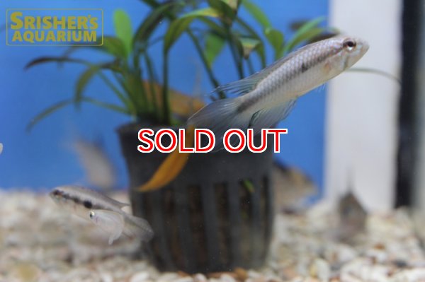 画像11: アピストグラマ フラベリカウダ WILD "Vaupes" (ペア) n-1 (11)