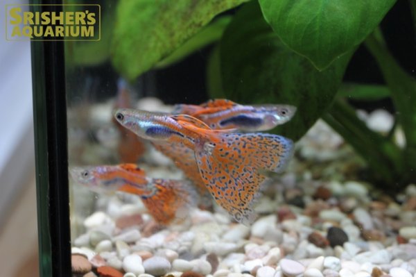 画像4: 国産レッドグラスグッピー（ペア） (4)