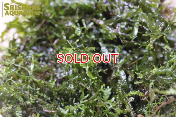 画像2: 水草 プレミアムモス (Sカップ) (2)