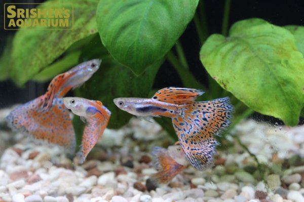 画像3: 国産レッドグラスグッピー（ペア） (3)