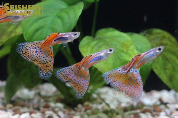 画像2: 国産レッドグラスグッピー（ペア） (2)