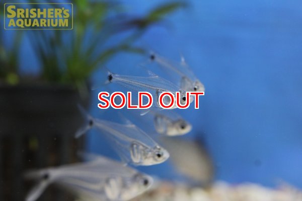 画像3: ペルーグラステトラ (3)