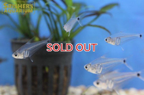 画像5: ペルーグラステトラ (5)