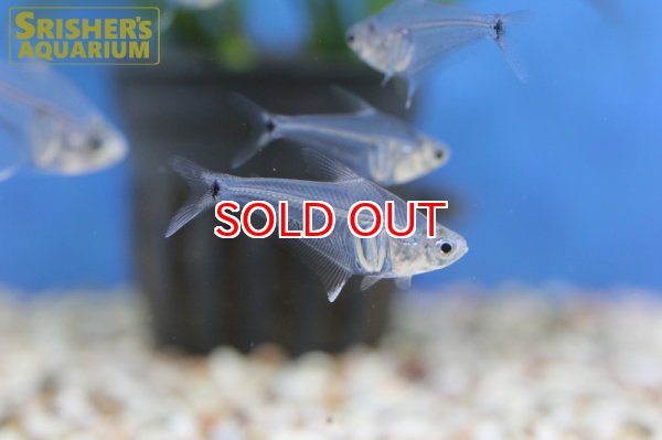 画像6: ペルーグラステトラ (6)