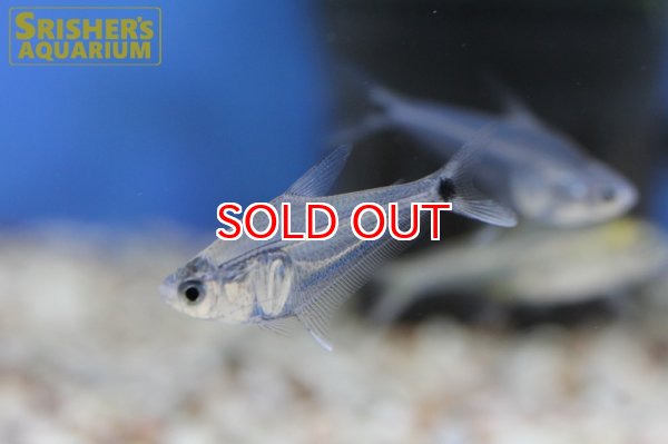 画像2: ペルーグラステトラ (2)