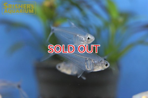 画像4: ペルーグラステトラ (4)