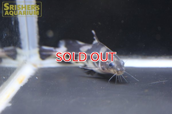 画像3: マーブルランサー (3)