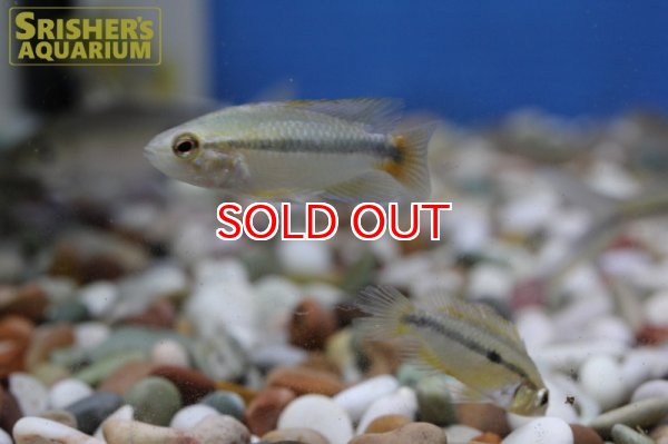 画像2: アピストグラマ エリスルラ（リオマモレ） (ブリード)  (2)